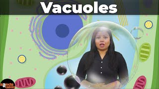 Vacuoles [upl. by Guthry]