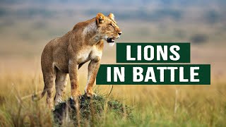 The Apex Predators Fighting To Feed Their 21 Lion Family  Pride In Battle  Full Documentary [upl. by Davies798]