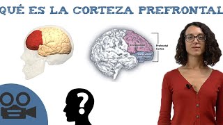 Corteza prefrontal  Funciones y teoría [upl. by Wenona]