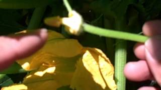 Easiest Way to Pollinate Squash Plants for Highest Yields [upl. by Michey]