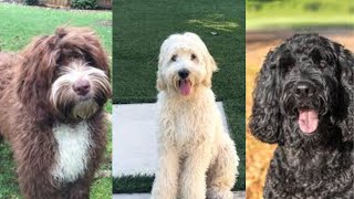 Labradoodle  Funny and Cute dog video compilation in 2022 [upl. by Shumway]