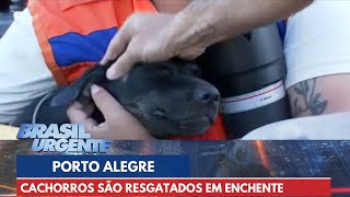 Cachorros são resgatados no meio da enchente em Porto Alegre  Brasil Urgente [upl. by Gainer]