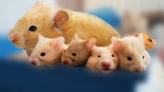 Hamster Babies Growing Up  Day 1 to Day 30 Best Moments [upl. by Ecinahs66]