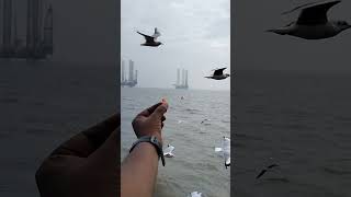 Alibaug Trip life mumbai alibaugh alibaug travel nature enjoy [upl. by Myrt231]