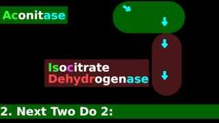 Citric Acid Cycle Enzymes Mnemonic Tutorial 35 Citrate Synthase Easy Fun [upl. by Evangelin]