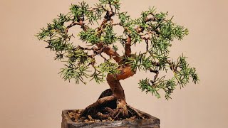 Bonsai juniperus chinensis [upl. by Sanjay852]