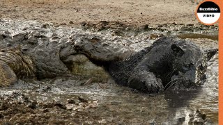 Leopard Caught In A Crocodile Trap [upl. by Aihtekal]