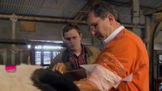 Artificial Insemination for Cattle [upl. by Slein]