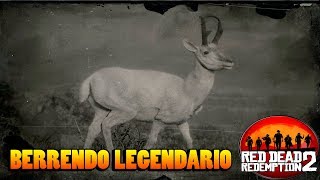 Berrendo legendario  Guia caza RED DEAD REDEMPTION 2 [upl. by Sum720]