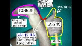 ENT EASY Vallecula and Tongueanatomy with your own hand model [upl. by Mahmoud]