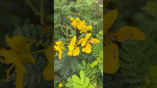 Sugar Tablet No😮  Matura Tea Tree  Senna auriculata  ஆவாரம் பூ தேநீர் allwinjilly suvaiyosuvai [upl. by Noma]