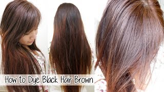 How to Dye Hair from Black to Brown Without Bleach l Loreal HiColor Vanilla Champagne [upl. by Domel]