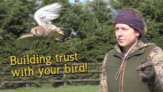 Falconry Basics  Building Trust [upl. by Eerihs]