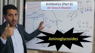 Antibiotics  6  Aminoglycosides mechanism uses side effects [upl. by Yrokcaz]