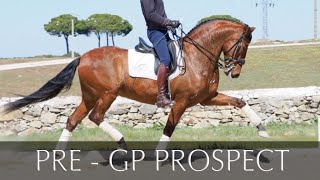 ESCRITOR PRE HORSE  GRAND PRIX PROSPECT  PIRO FREE [upl. by Myrtle]