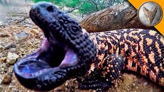 Gila Monster BITE [upl. by Edik435]