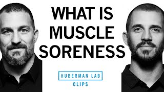 What Is Muscle Soreness It Isnt Muscle Tears  Dr Andy Galpin amp Dr Andrew Huberman [upl. by Miculek]