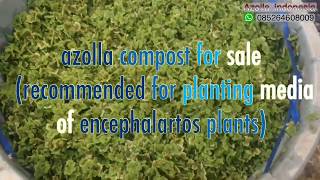 azolla compost recommended for planting media of encephalartos plants [upl. by Nediarb]