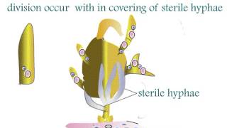 Fungi Ascomycota Aspergillus Life Cycle [upl. by Nich206]