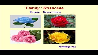 Family rosaceae [upl. by Leong]