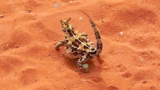 AUSTRALIA  Thorn the Thorny Devil  stutter walk 201004 [upl. by Hubsher686]