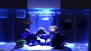 Fluval Edge 6G LPS Reef Tank [upl. by Au]