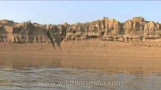 Wild trip to Chambal Ghati [upl. by Bullis968]