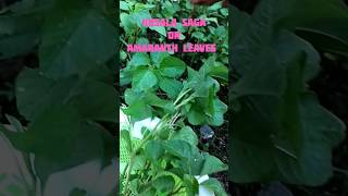 Kosala saga ।kosalasagaodiagardening mygardentour leafyvegitables amaranthleaves shortsfeed [upl. by Nered]