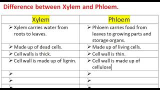 Difference between Xylem and Phloem [upl. by Nodmac753]