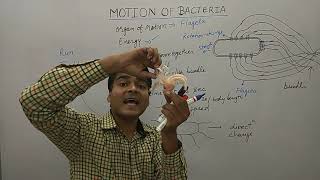 Motion of Bacteria  Bacterial Movement Using Flagella  Bacterial Motility  MCQ on Bacteria [upl. by Anniroc]