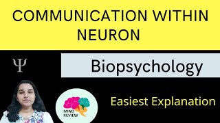 Communication Within a Neuron Resting amp Action Potentials Mind Review [upl. by Esli]