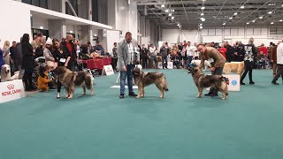 SARPLANINAC  EUROPEAN DOG SHOW 2021 BUDAPEST [upl. by Aretak]