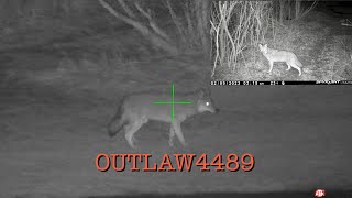 Atn 4k pro coyote hunt with predator tactics [upl. by Aniles341]