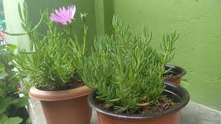 Delosperma propagate  Hardy Iceplant  opening amp closing their flowers as they wet or dry  Tips [upl. by Edlin603]