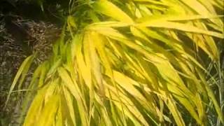 Yellow Grass Hakonechloa macra All Gold  WA state NW Gardening [upl. by Diannne]