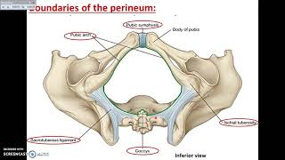 Overview of Perineum 1  Definition and Divisions  Dr Ahmed Farid [upl. by Ayomat]