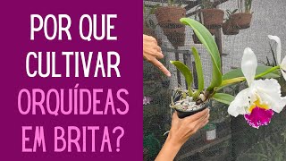 ORQUÍDEAS Por que e como plantar as orquídeas em pedra brita [upl. by Gibby]