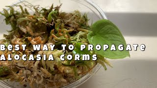 BEST WAY TO QUICKLY GROW YOUR ALOCASIA CORMS [upl. by Htenek]