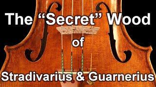 Stradivarius and Guarnerius Violins The quotLostquot Trees [upl. by Aleb]