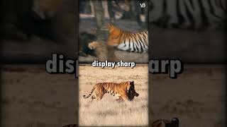 Sumatran Tiger VS Bengal Tiger shorts [upl. by Nytsirhc]