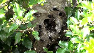 MASSIVE Yellow Jacket Wasp Nest Inside Attic  Wasp Nest Removal [upl. by Karlotte680]