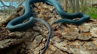 Eastern Yellow bellied Racer  Coluber constrictor flaviventris [upl. by Marou]