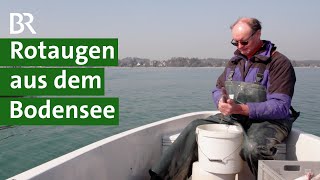 Neue Speisefische entdecken Rotaugen aus dem Bodensee  Fischerei Doku  Unser Land  BR [upl. by Ykciv289]