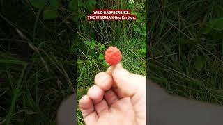 Gods LardaWILD RASPBERRIESOiii Oiiii nature wildarmy [upl. by Mahla45]