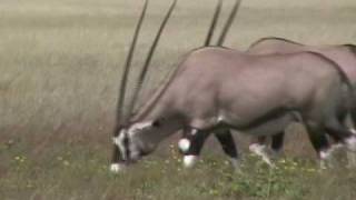 Oryx Gemsbok Antelopes 57 [upl. by Tait]