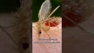 Stop Sandflies to Stop Chandipura Virus flytrap [upl. by Atinuhs]