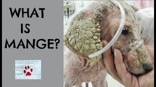 What is mange [upl. by Pappas648]