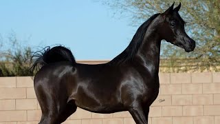 Arabian horse videos compilation  3  💕❤️ 2021 Try not to watch it till the end [upl. by Yaral830]