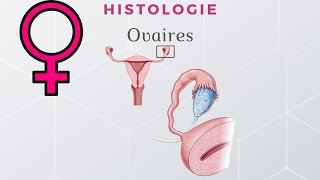 Scandium  Histologie des ovaires [upl. by Aioj]