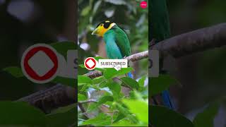 Long tailed Broadbill birdstrending travel birds wildlife animals [upl. by Nazario521]